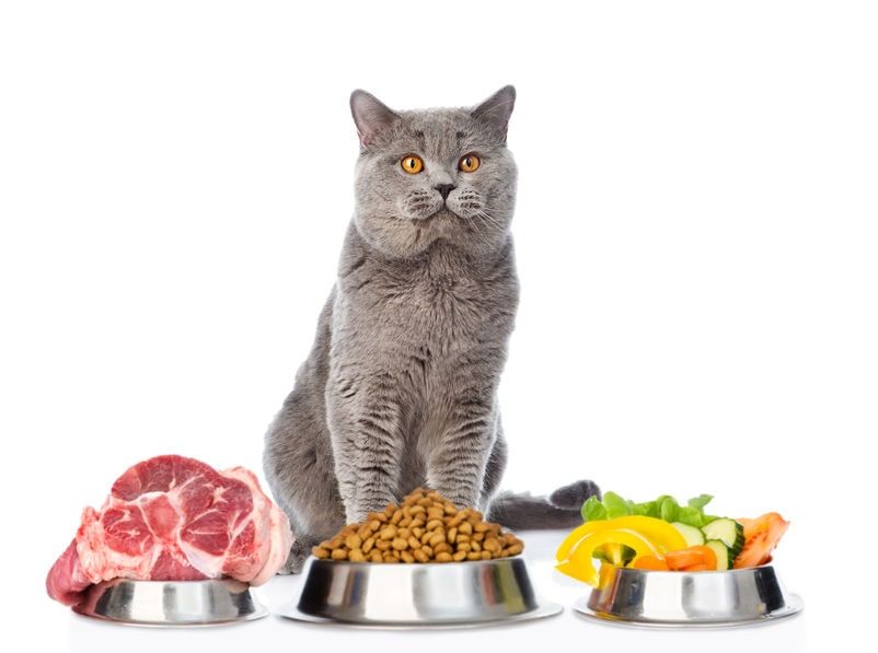  10 غذای پروتئین دار برای گربه
