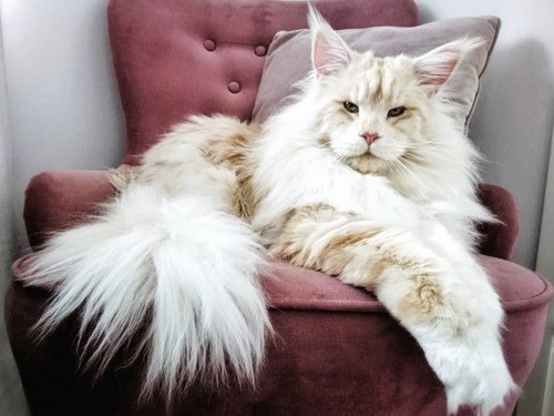 بزرگترین گربه ماهی جهان