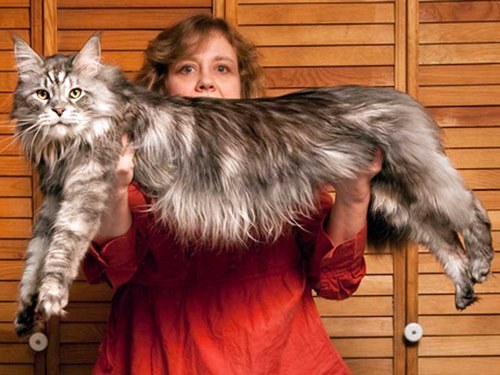 بزرگترین گربه ماهی جهان