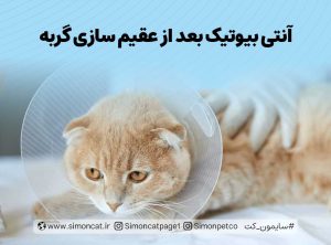 آنتی بیوتیک بعد از عقیم سازی گربه