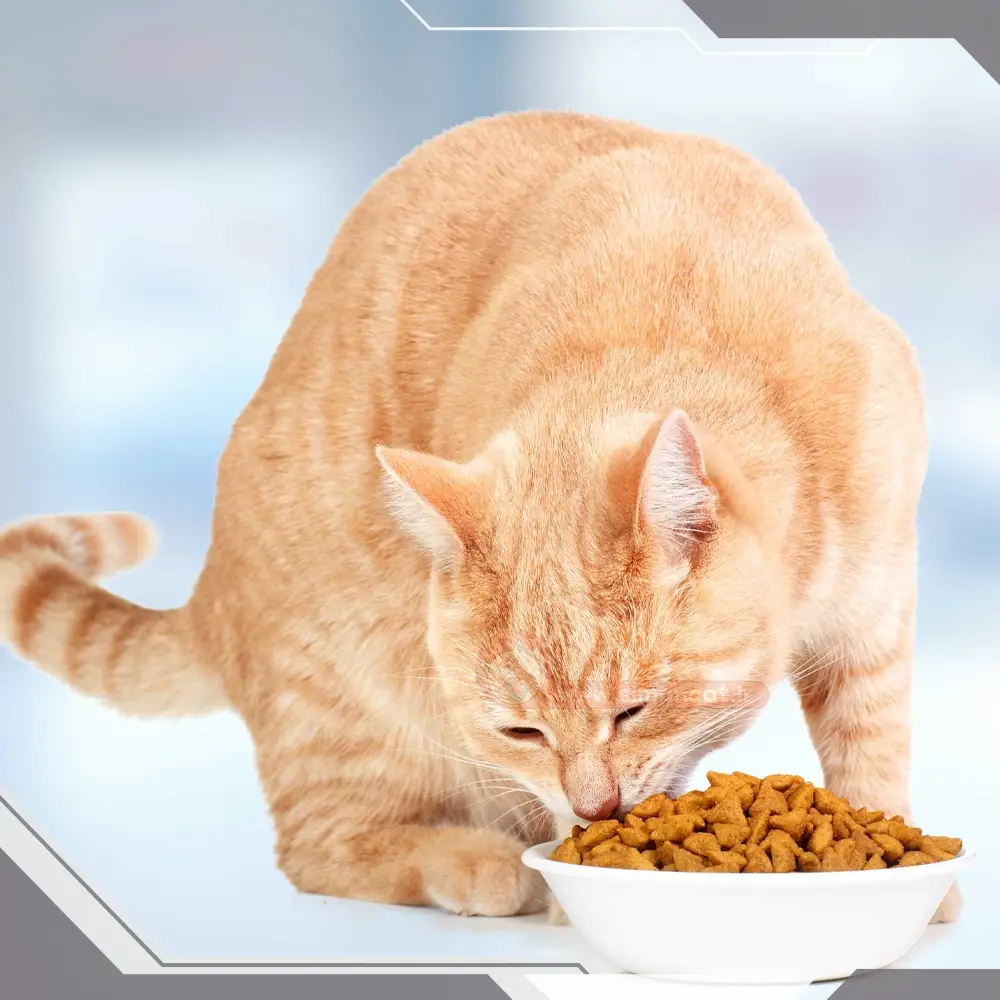 آیا استفاده غذای فیبر دار برای گربه لازم است