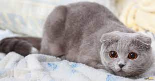انواع نژاد گربه ایرانی