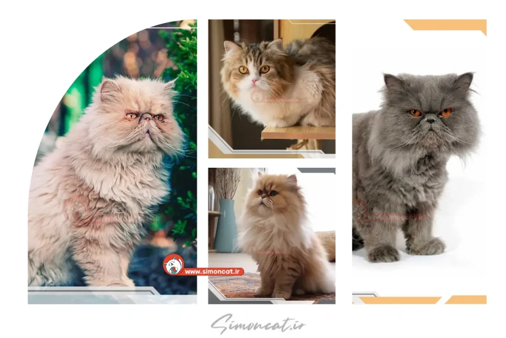 انواع نژاد گربه ایرانی