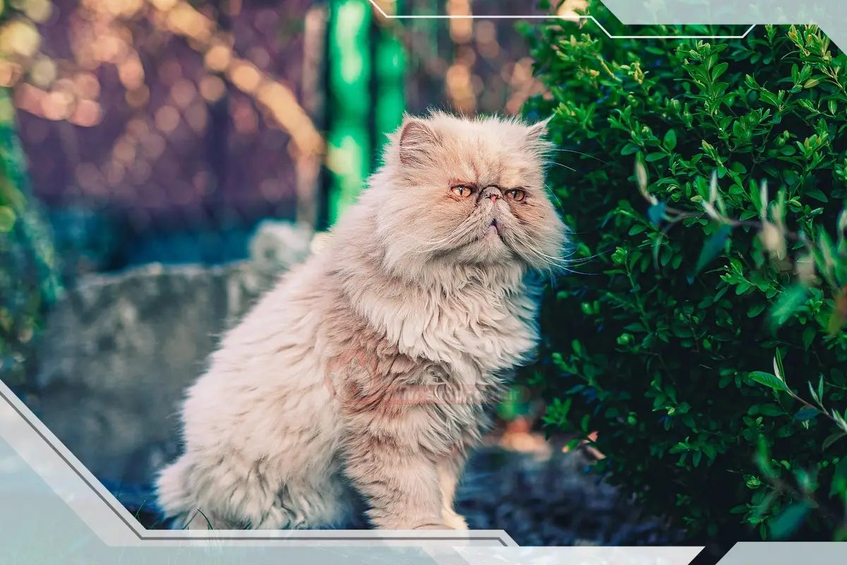 انواع نژاد گربه پرشین