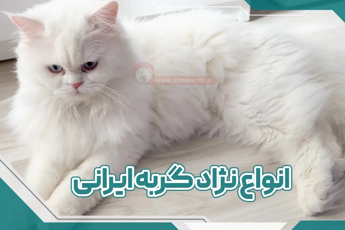 انواع گربه ایرانی