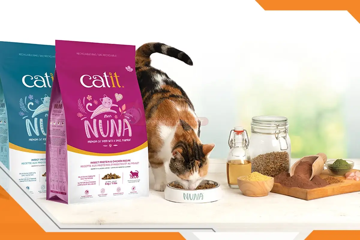 بهترین غذا برای گربه