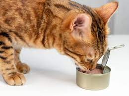  10 غذای پروتئین دار برای گربه
