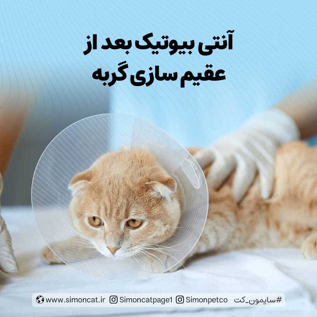 عکس آنتی بیوتیک بعد از عقیم سازی گربه