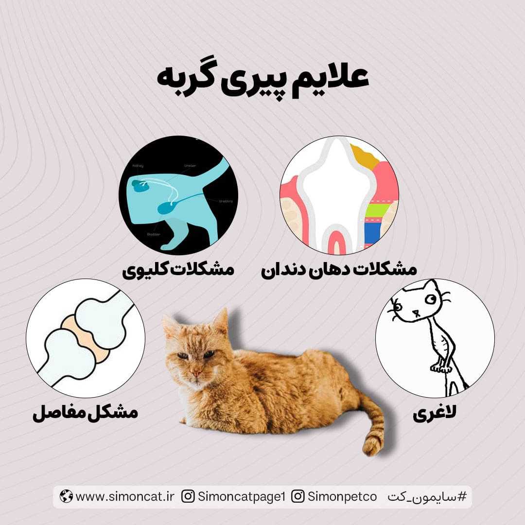 عکس علائم پیری گربه