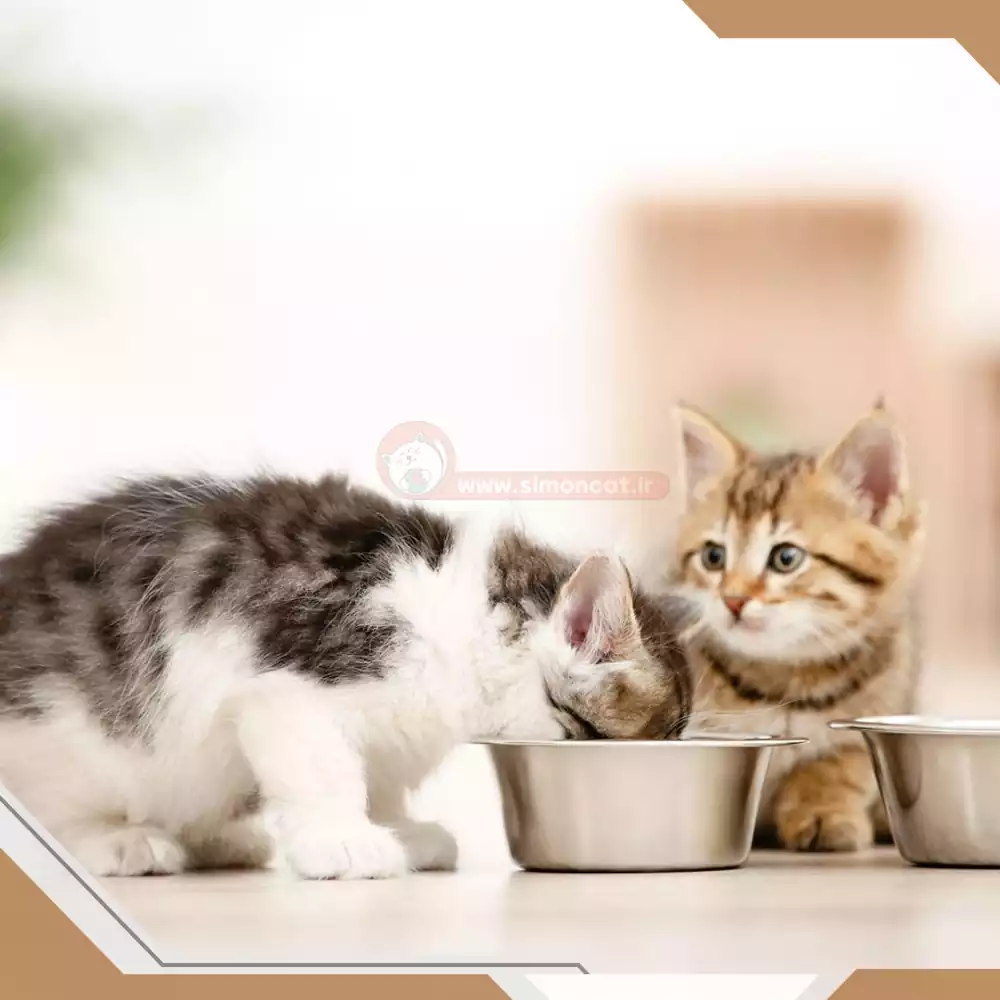 غذا برای بچه گربه