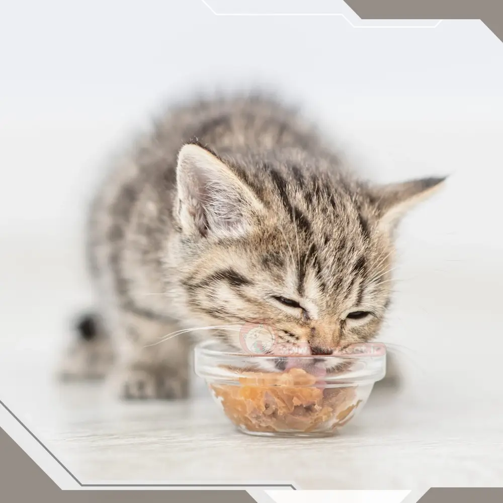 غذا خونگی برای گربه