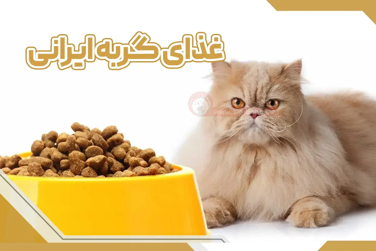 غذا گربه ایرانی
