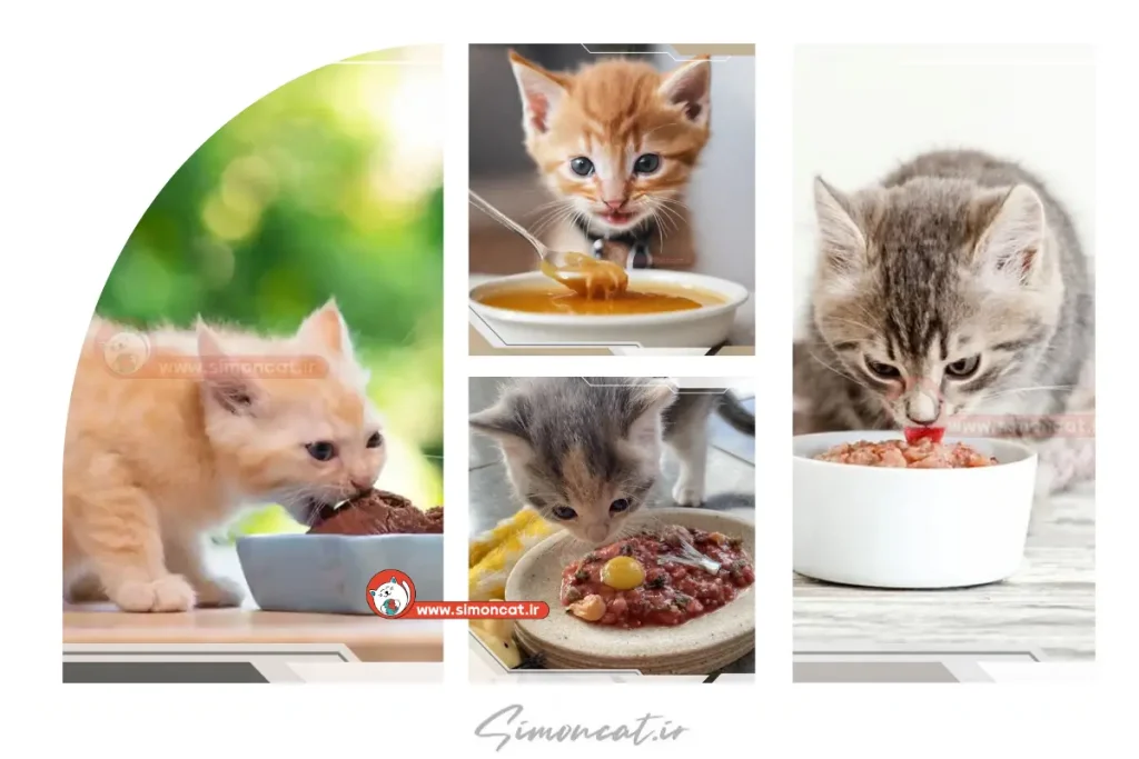 غذای خانگی برای بچه گربه