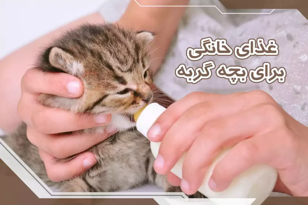 غذای خانگی برای بچه گربه
