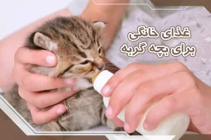 غذای خانگی برای بچه گربه