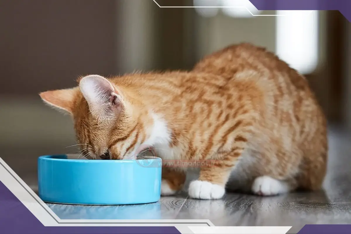 غذای خانگی برای گربه