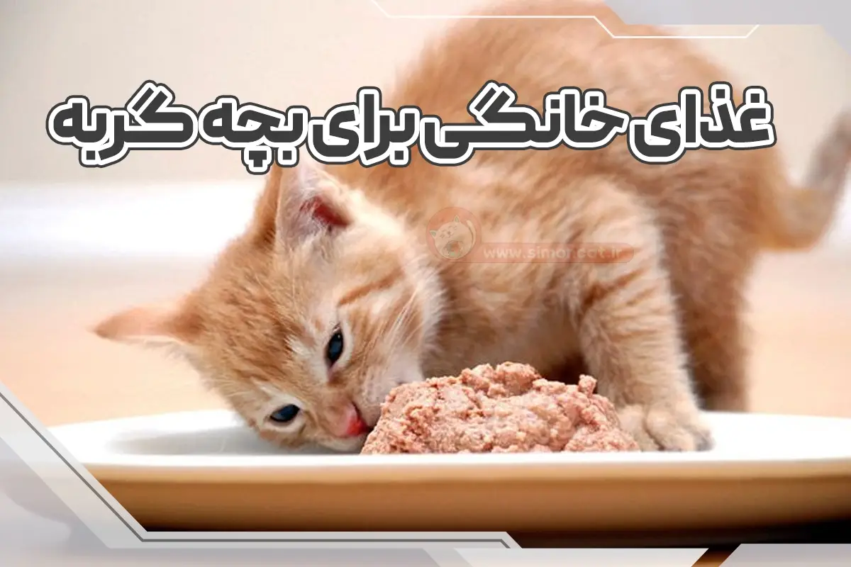 غذای خانگی بچه گربه