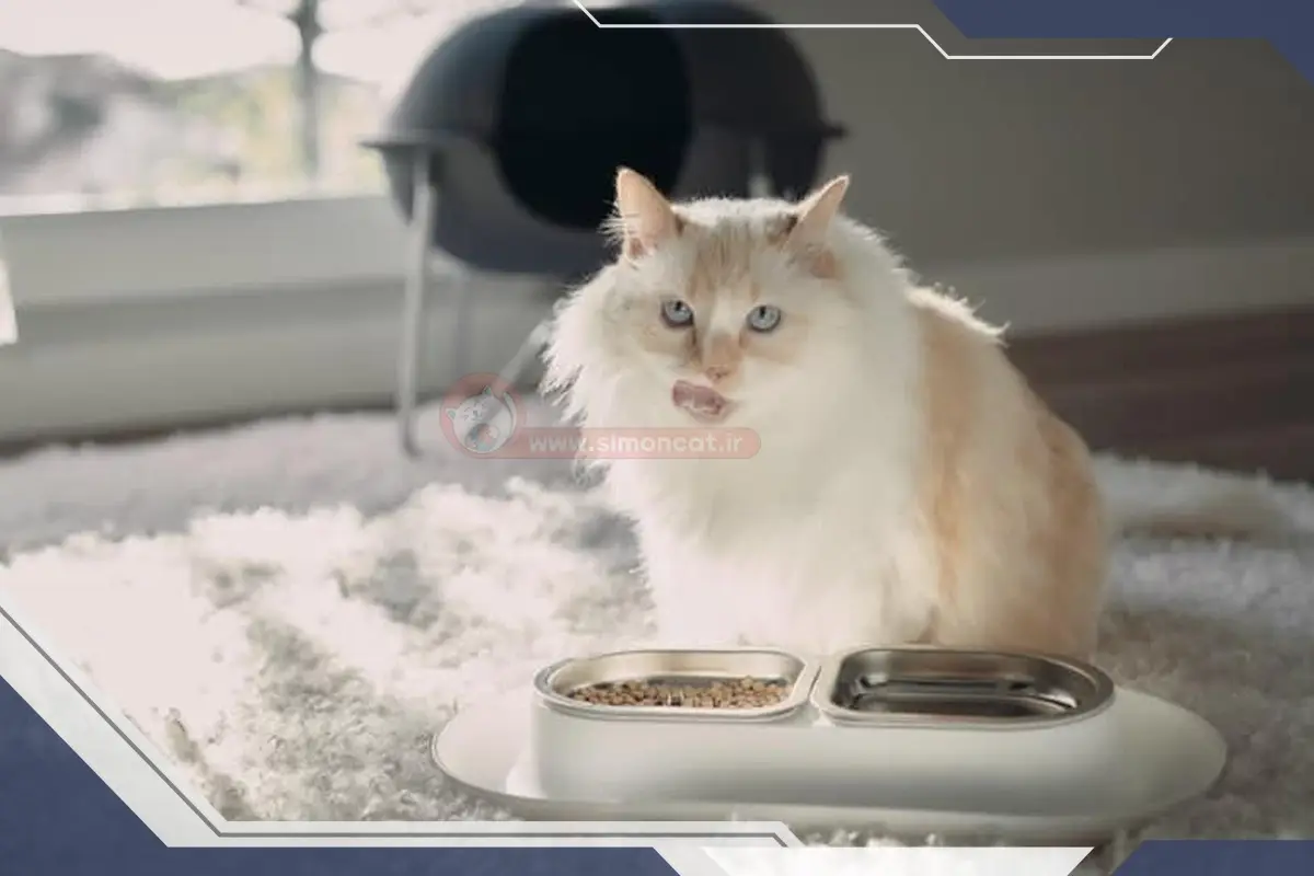 غذای خشک چیست و چه خصوصیاتی دارد