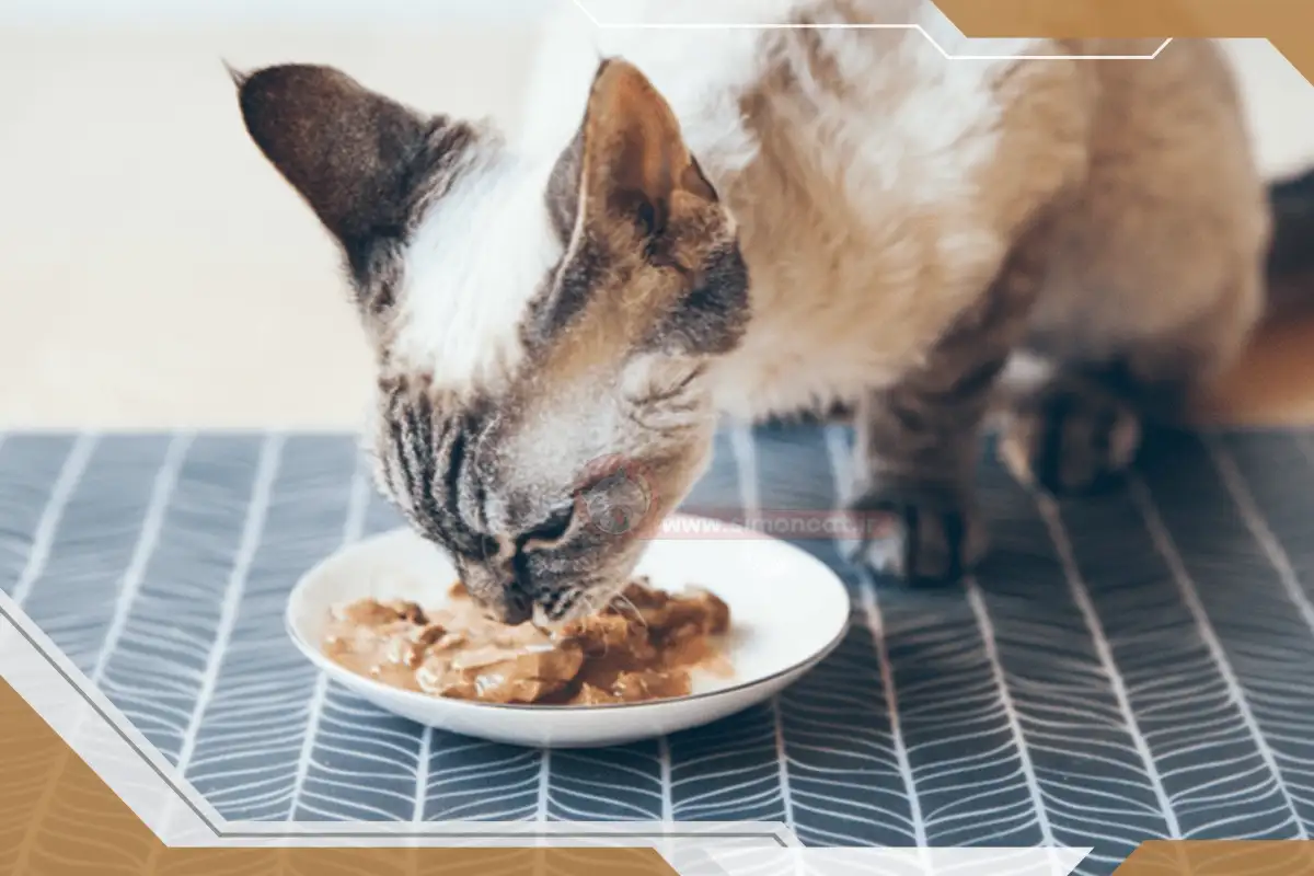 غذای سالم برای گربه