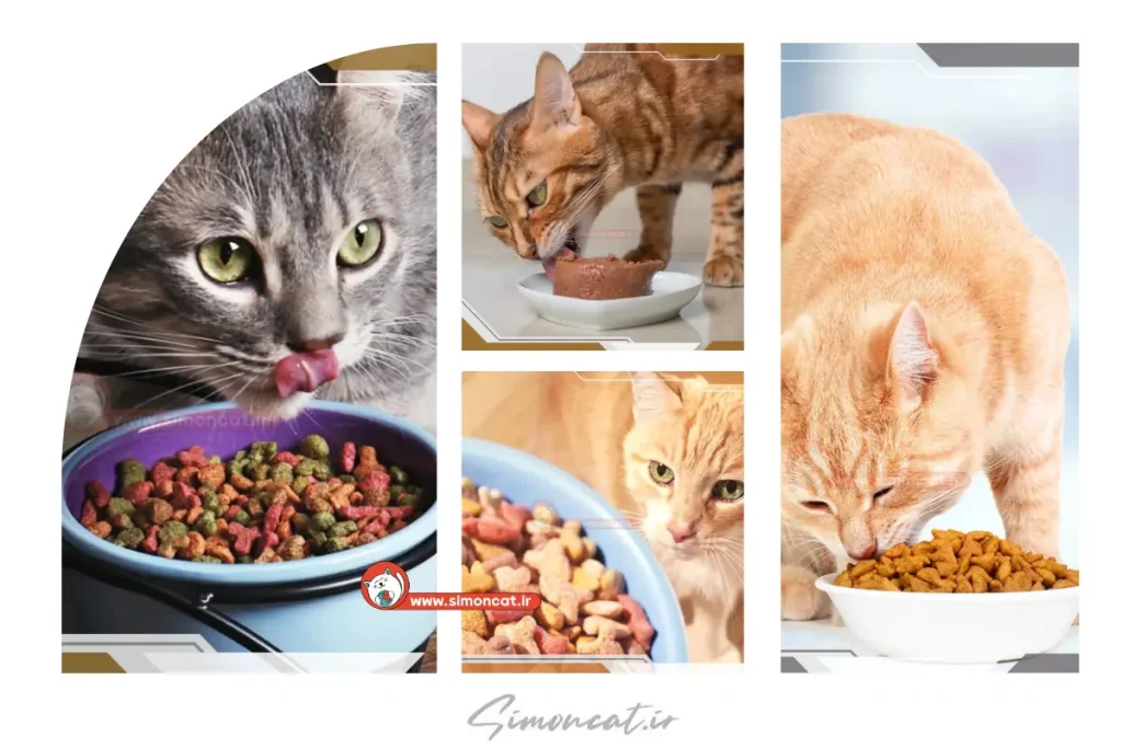 غذای فیبر دار برای گربه