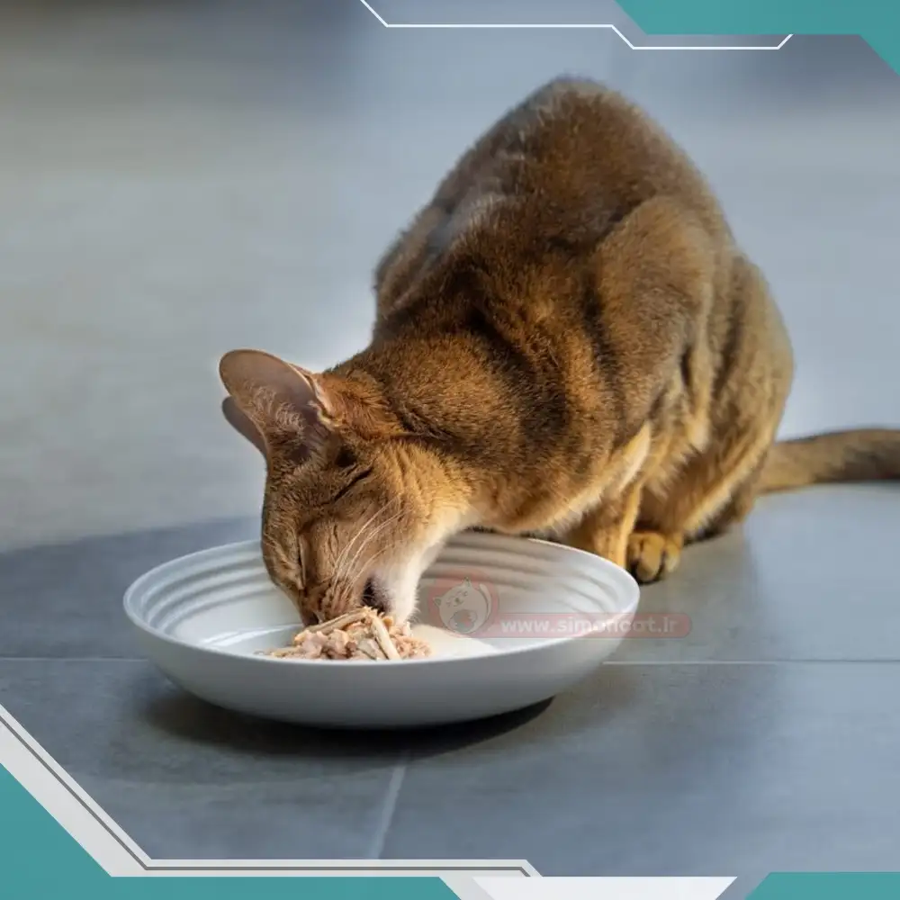 غذای مفید برای گربه