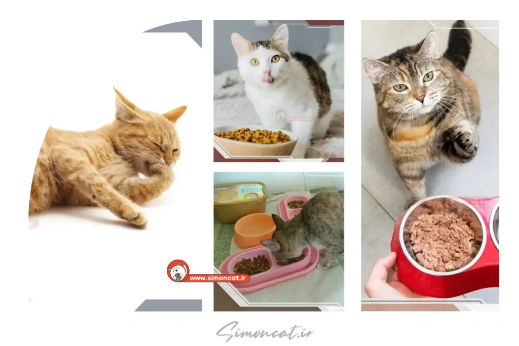 غذای مناسب برای گربه باردار