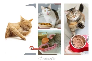 غذای مناسب برای گربه باردار