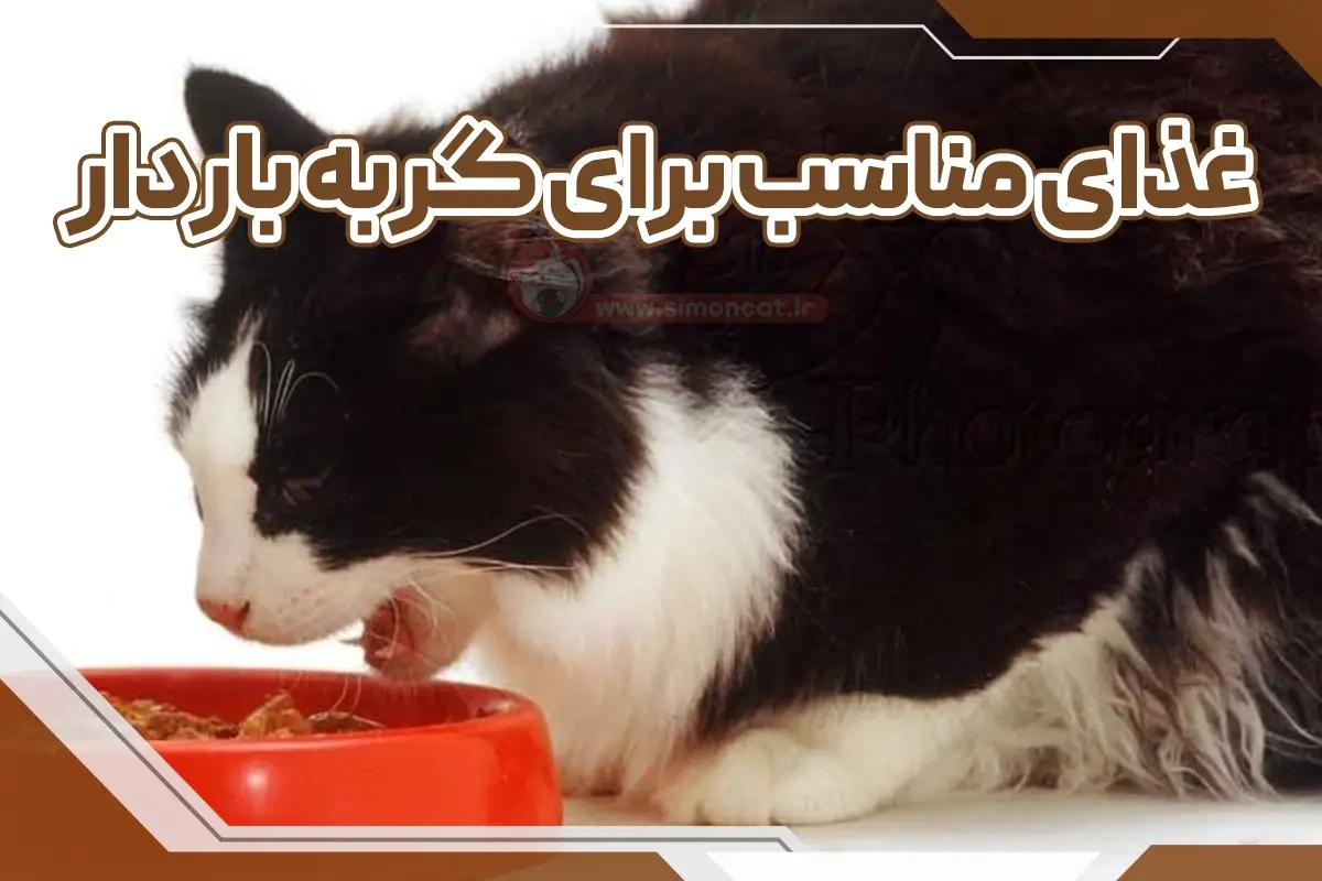 غذای مناسب گربه باردار