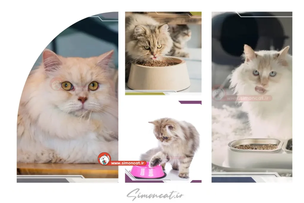 غذای گربه ایرانی