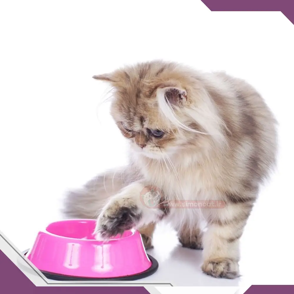 غذای گربه خام چیست