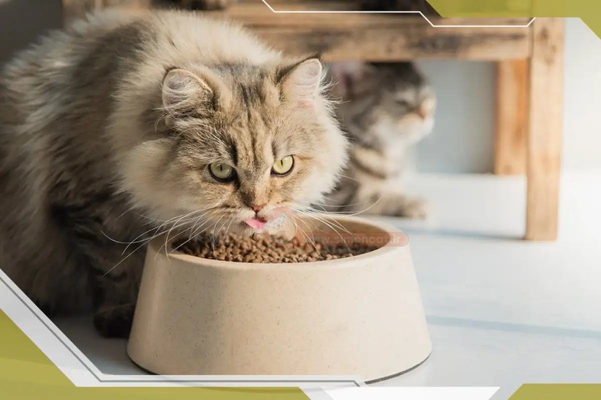 غذای گربه نیمه مرطوب