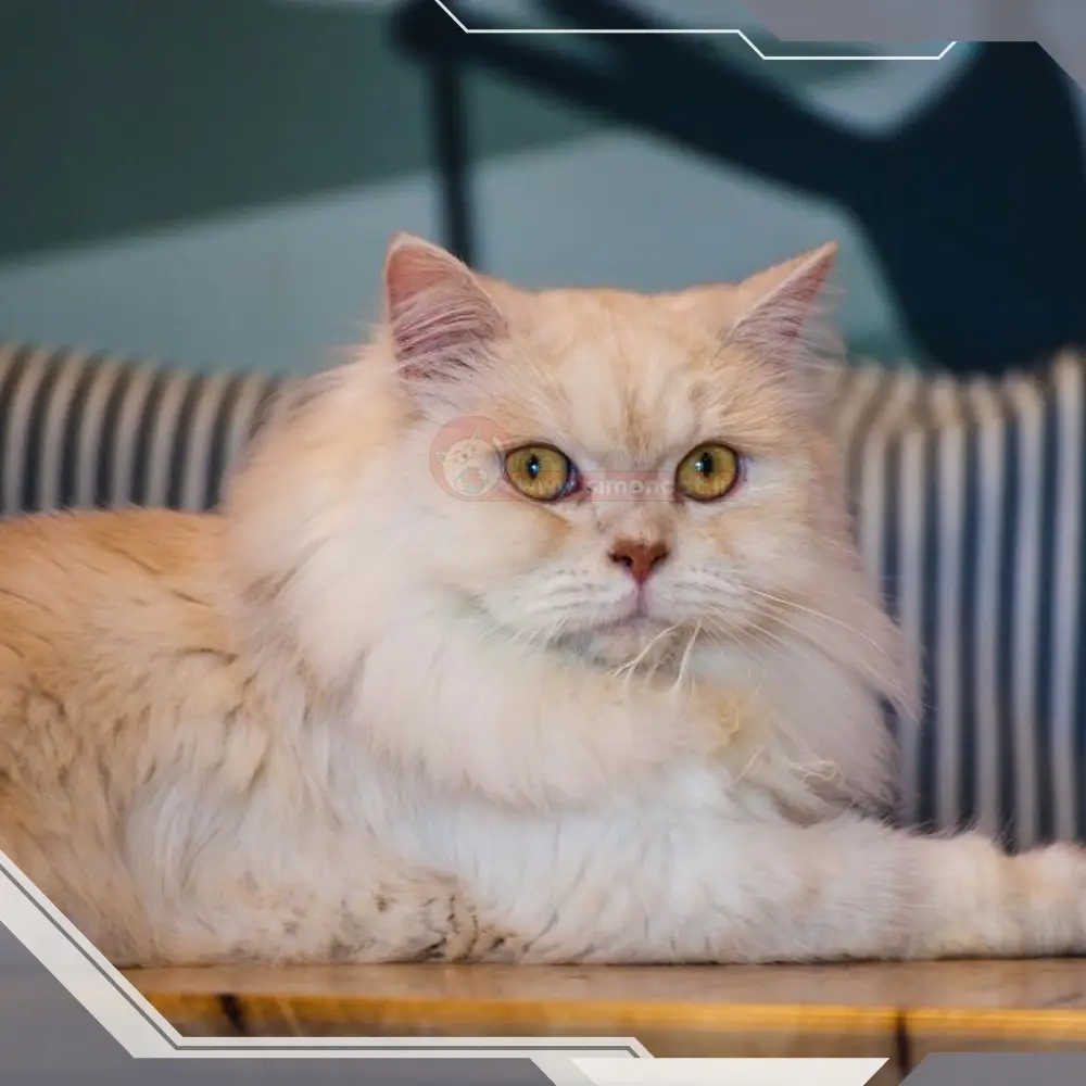 غذای گربه کاملا مرطوب