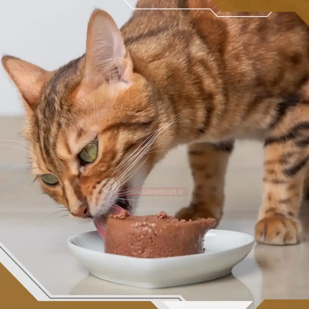 فواید غذاهای فیبر دار برای گربه