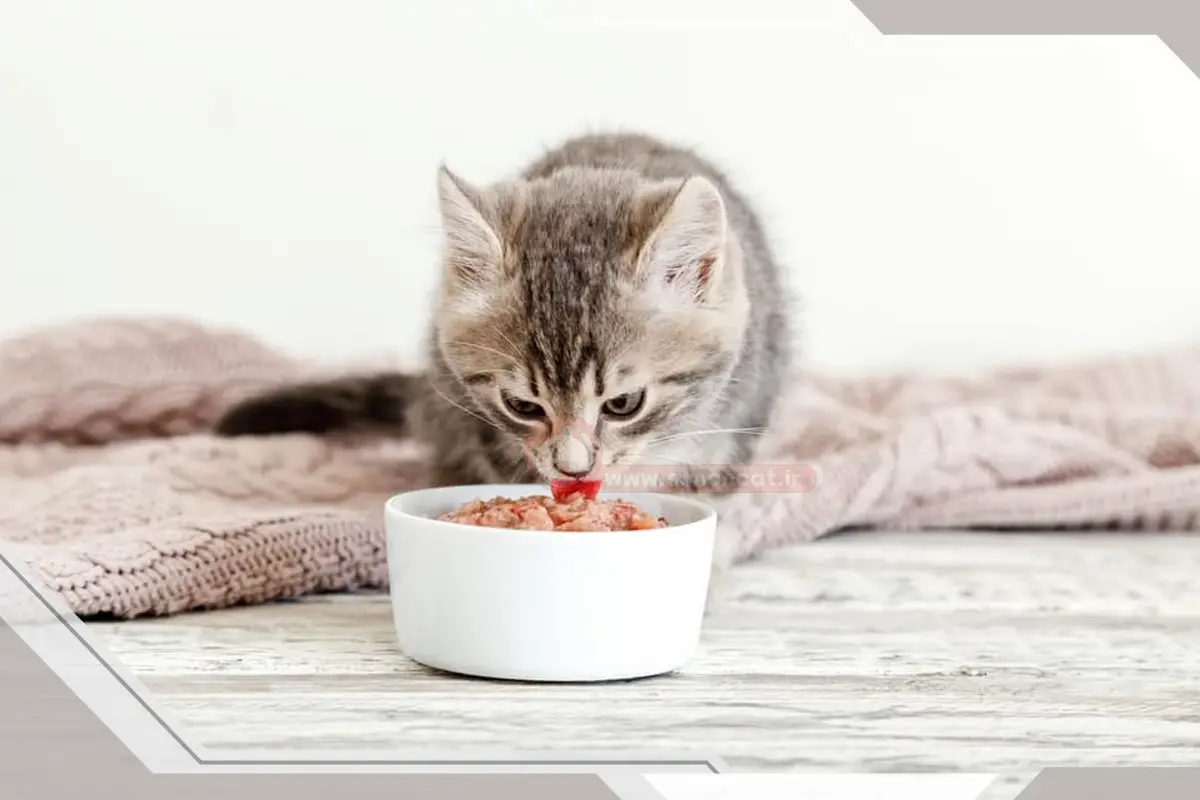 معروف ترین غذاهای خانگی برای بچه گربه ها