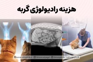 هزینه رادیولوژی گربه