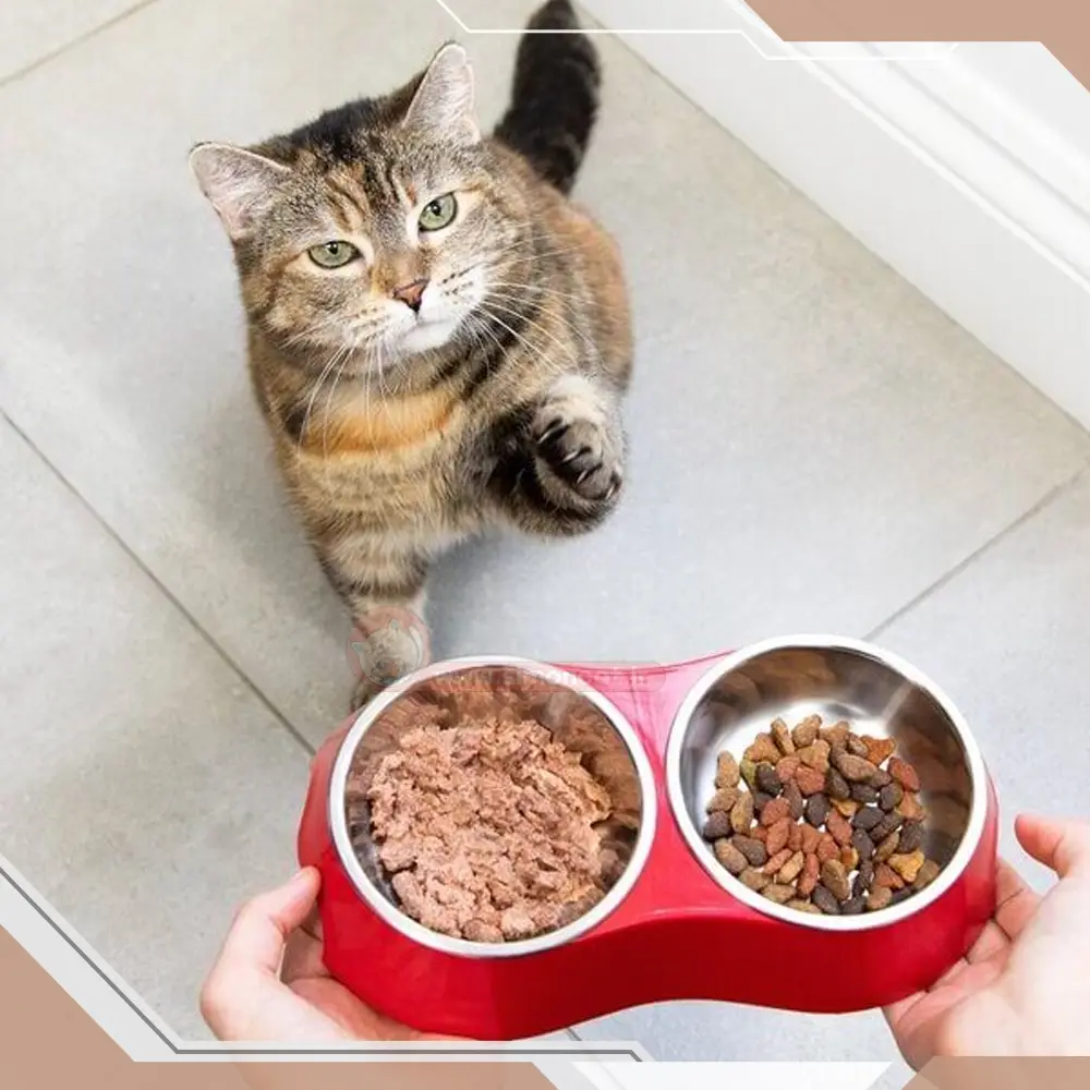 پس از زایمان چه مراقبت هایی برای گربه باید انجام شود