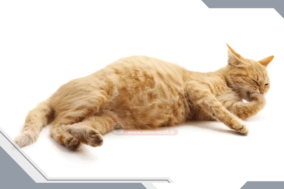 چه غذا هایی در دوران بارداری گربه ممنوع است