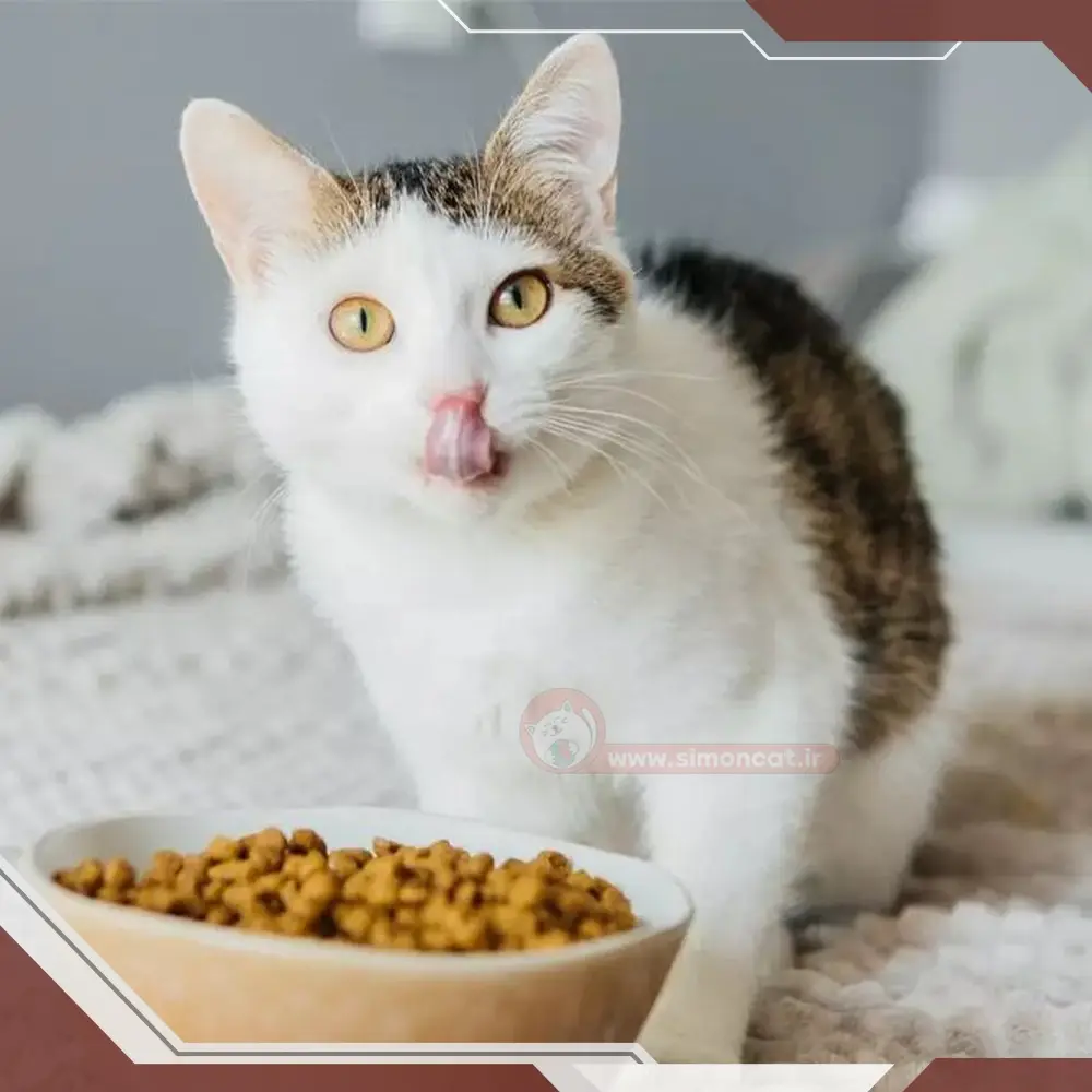 چه مقدار غذا برای گربه باردار بهتر است