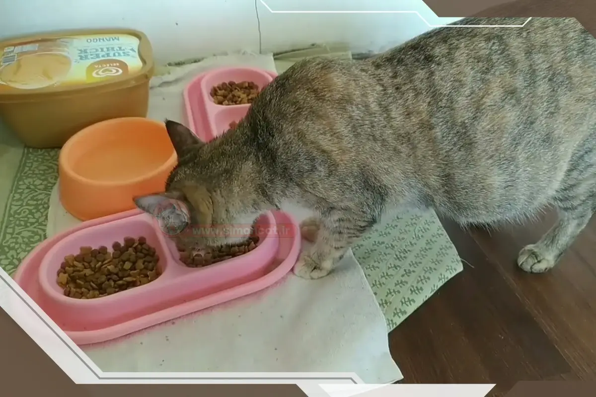 کدام غذاها برای گربه در دوران بارداری مفید است