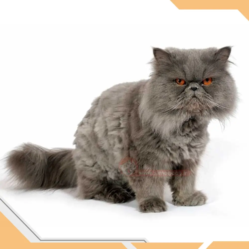 گربه پرشین صورت تخت یا فلت فیس