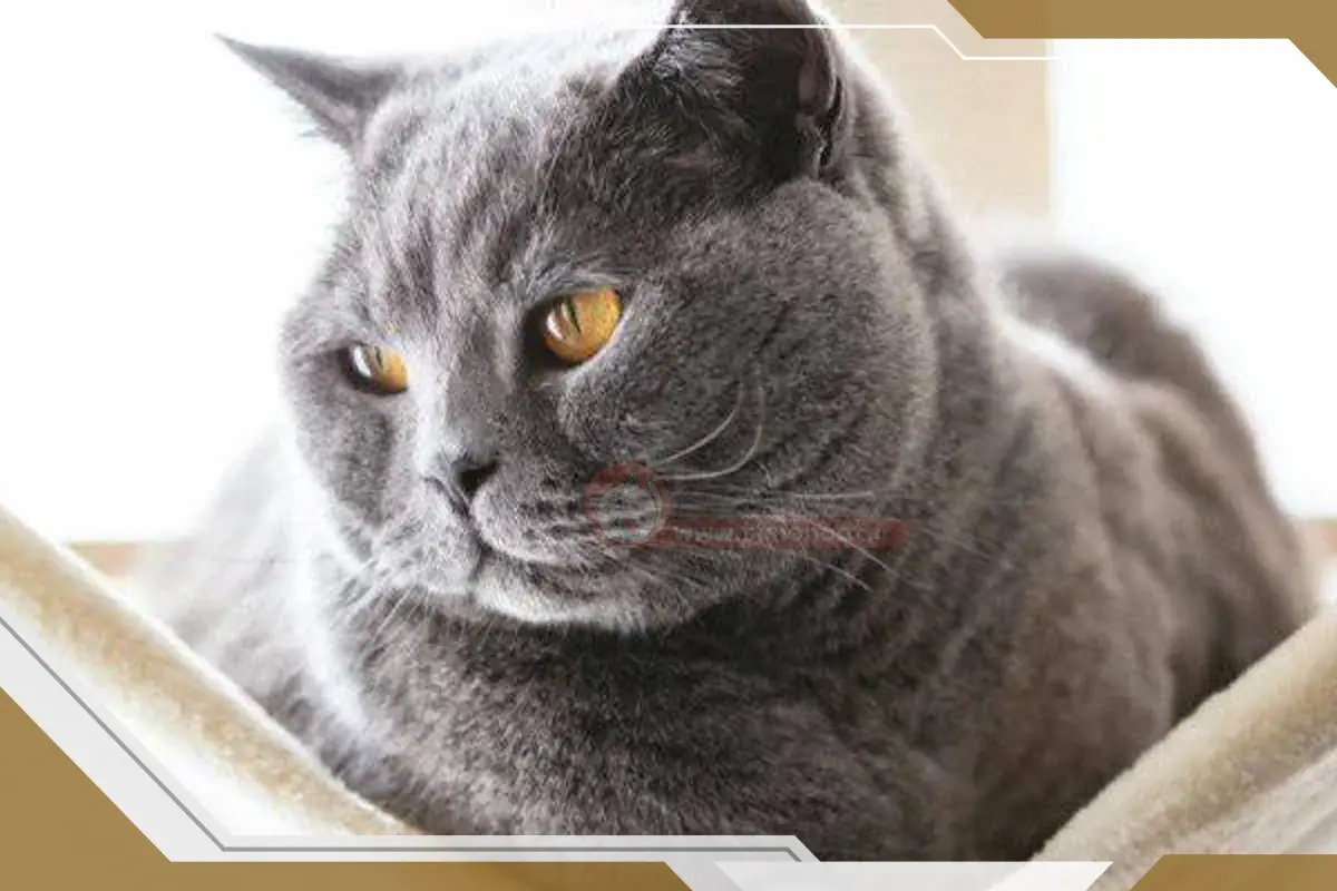 آیا گربه ها 9 جان دارند یا هفت یا شش؟