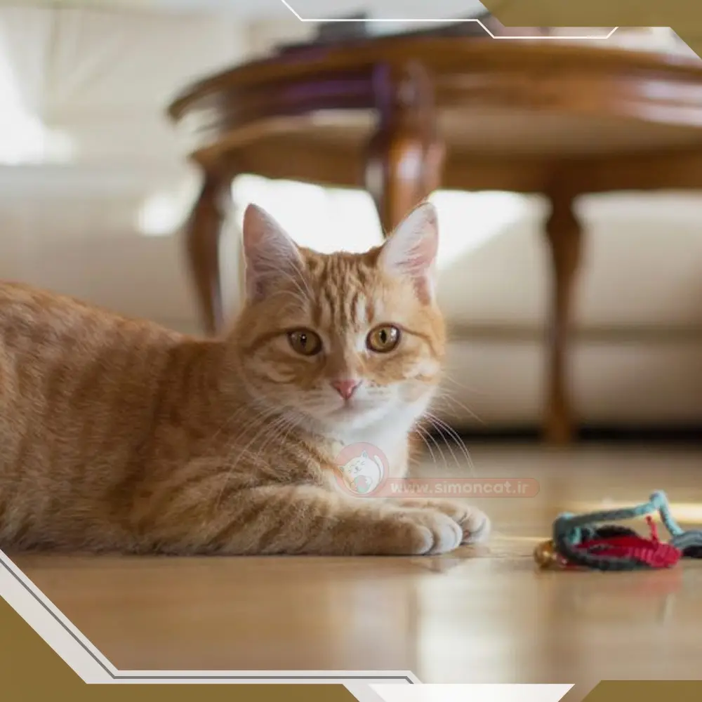 این که می گویند گربه 9 جان دارد  از کجا می آید؟