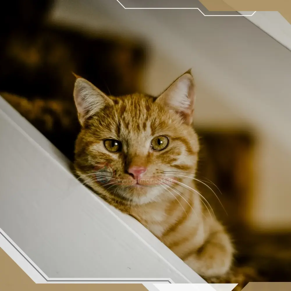 دلیل این که میگویند گربه 9 جان دارد چیست ؟