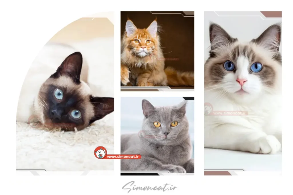 محبوب ترین نژاد های گربه خانگی در سال 2022