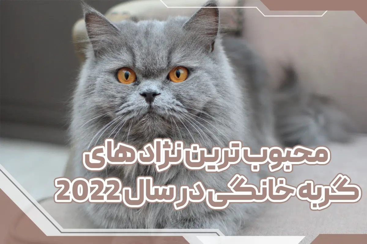 محبوب ترین نژاد گربه خانگی در سال 2022