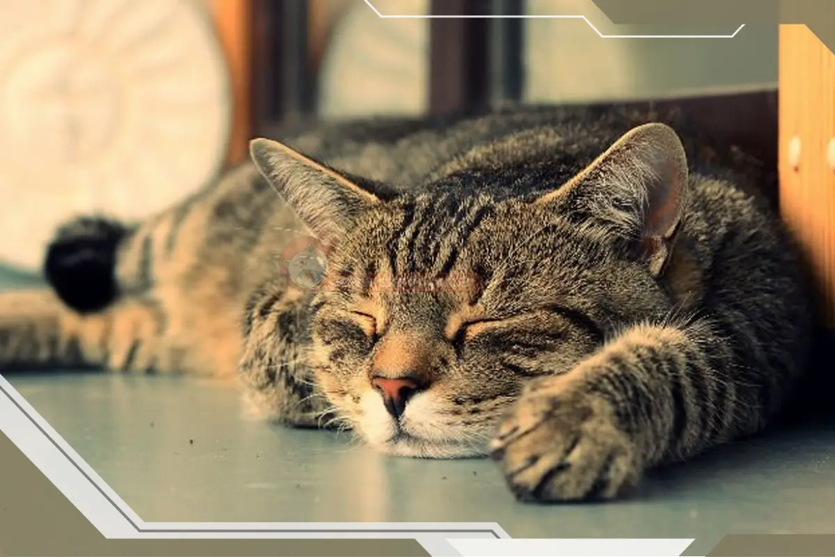 چرا می گویند گربه ها 9 جان دارند؟