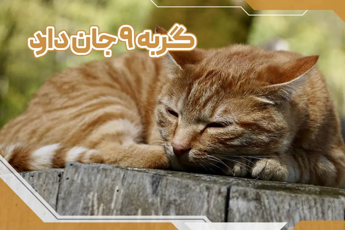 گربه 9 جان دارد