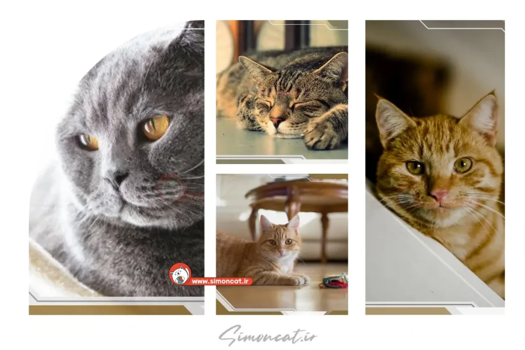 گربه 9 جان دارد؟