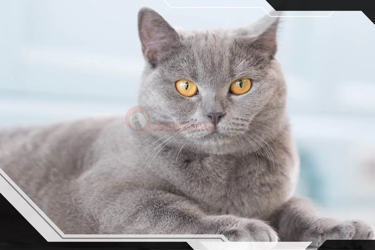 گربه بریتیش شورت هیر