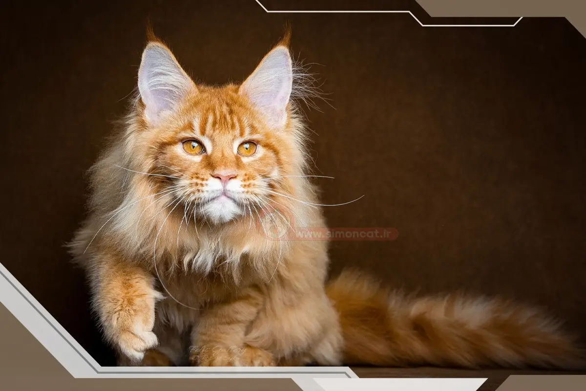 گربه مین کون